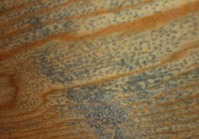 木头也怕草莓鼻?木蜡油防霉级护理